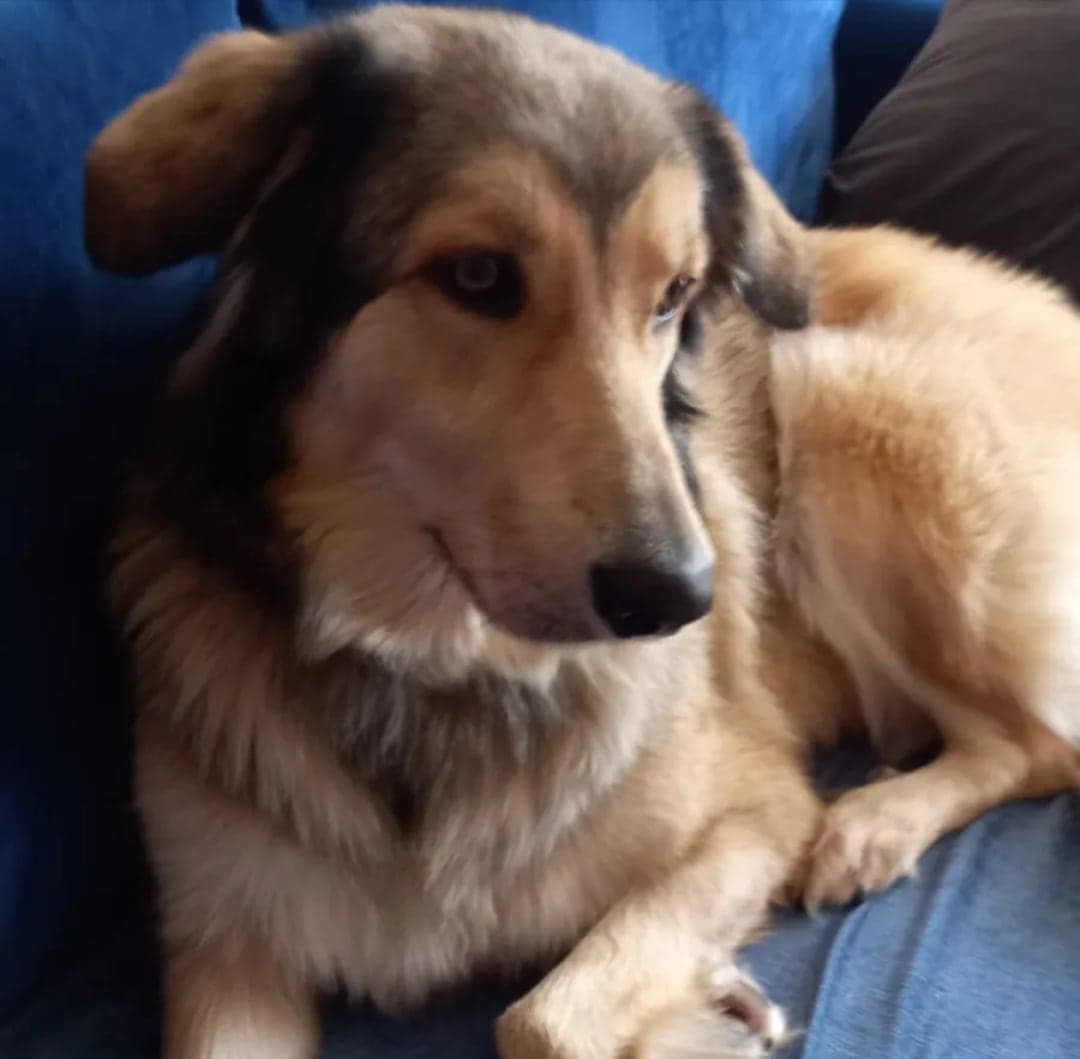 Linda Golden Retriever Köpek, İstanbul