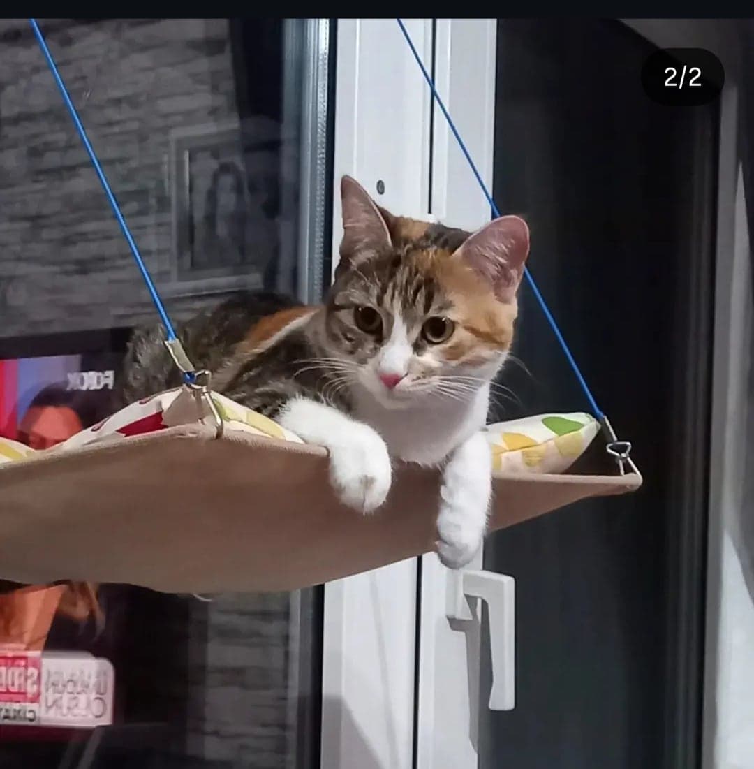 Maya Tekir Kedi, İstanbul
