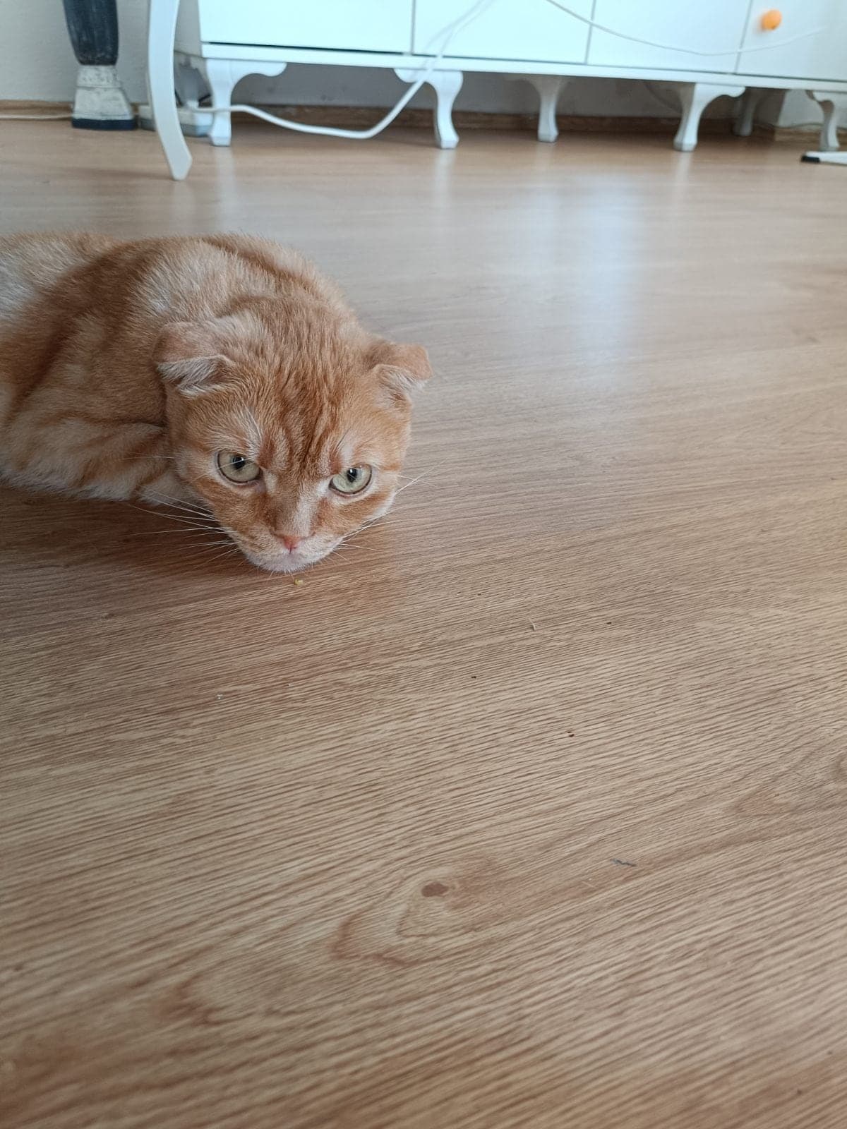 Simba Scottish Fold Kedi, Antalya