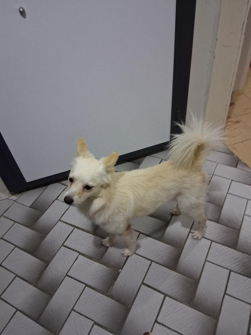 loki Bilmiyorum Köpek, İstanbul