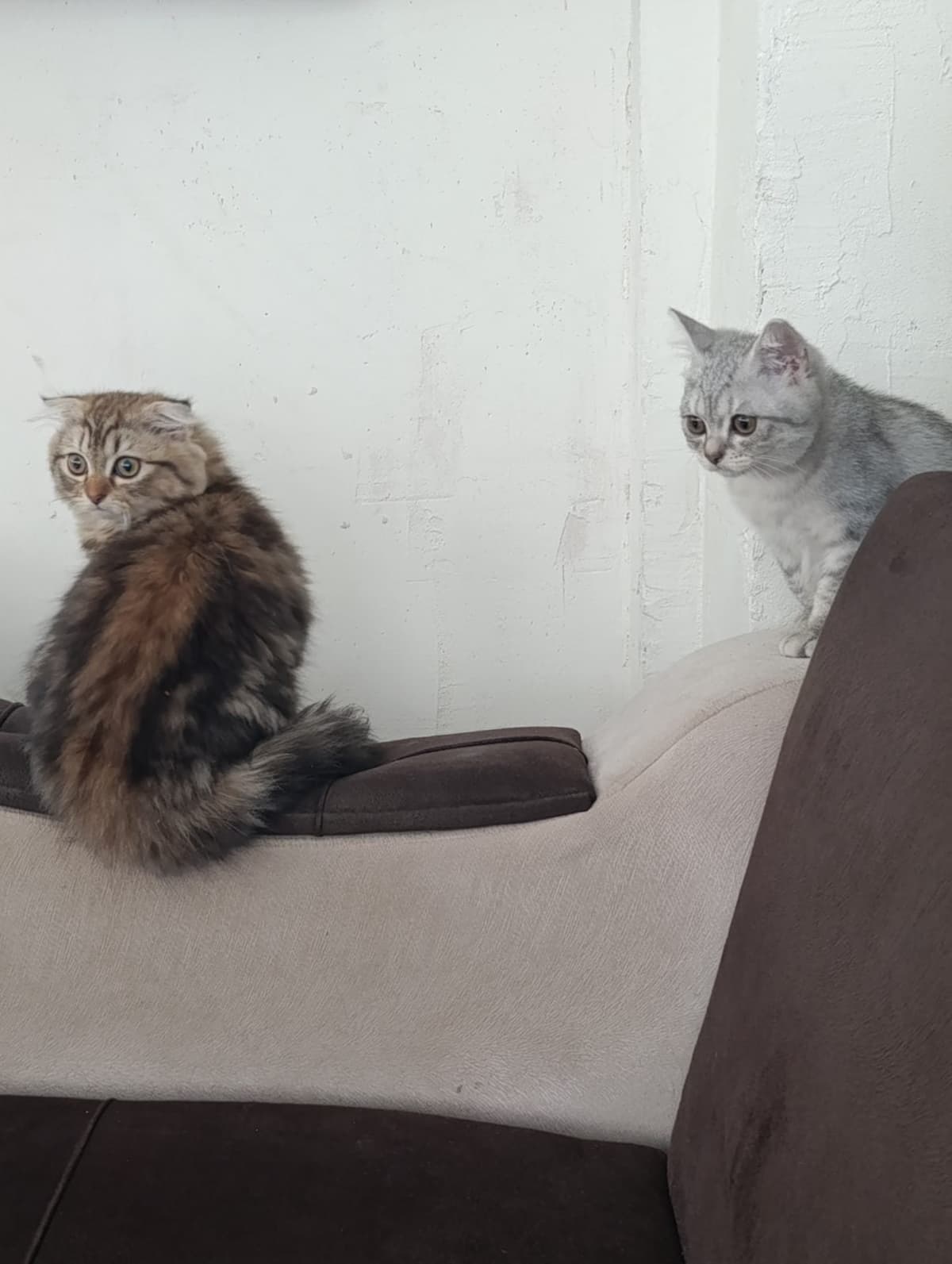 Pamuk Bilmiyorum Kedi, İstanbul