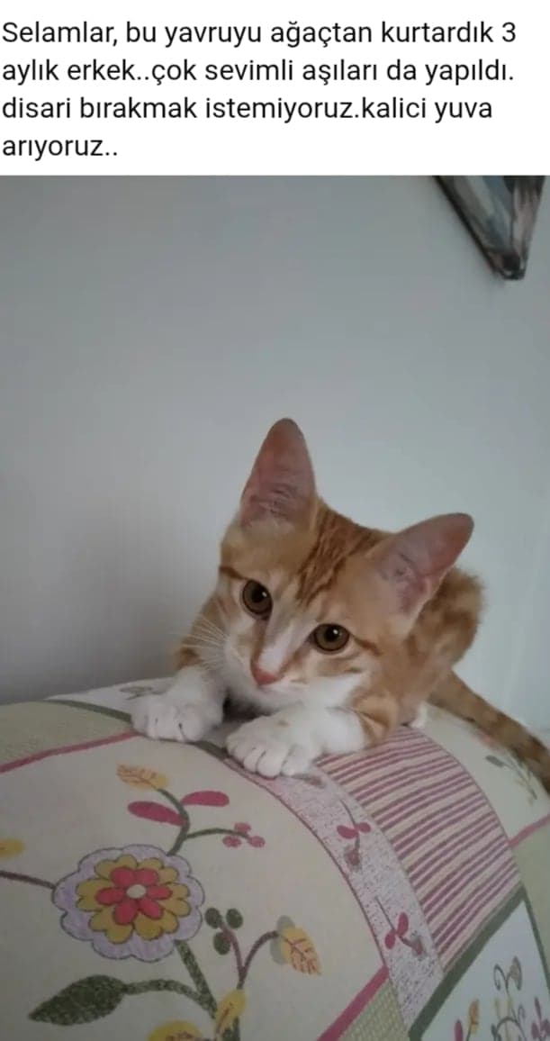 Tarçın Melez Kedi, Ankara