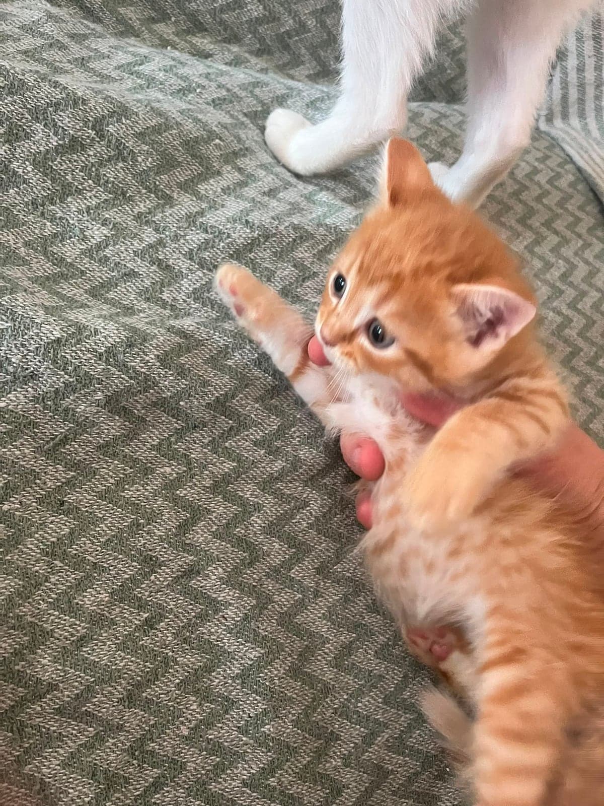 Yok Scottish Fold Kedi, Bursa