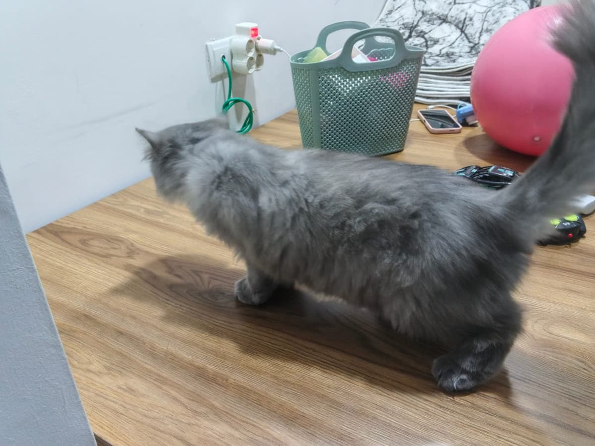 Leydy British Shorthair Kedi, Antalya