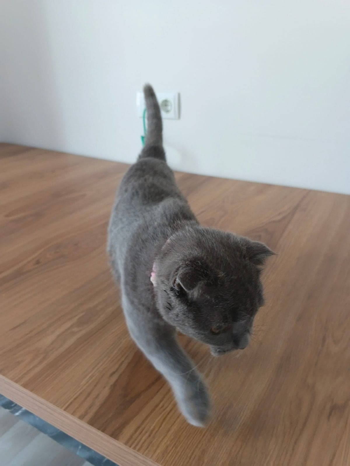Mia Scottish Fold Kedi, Antalya