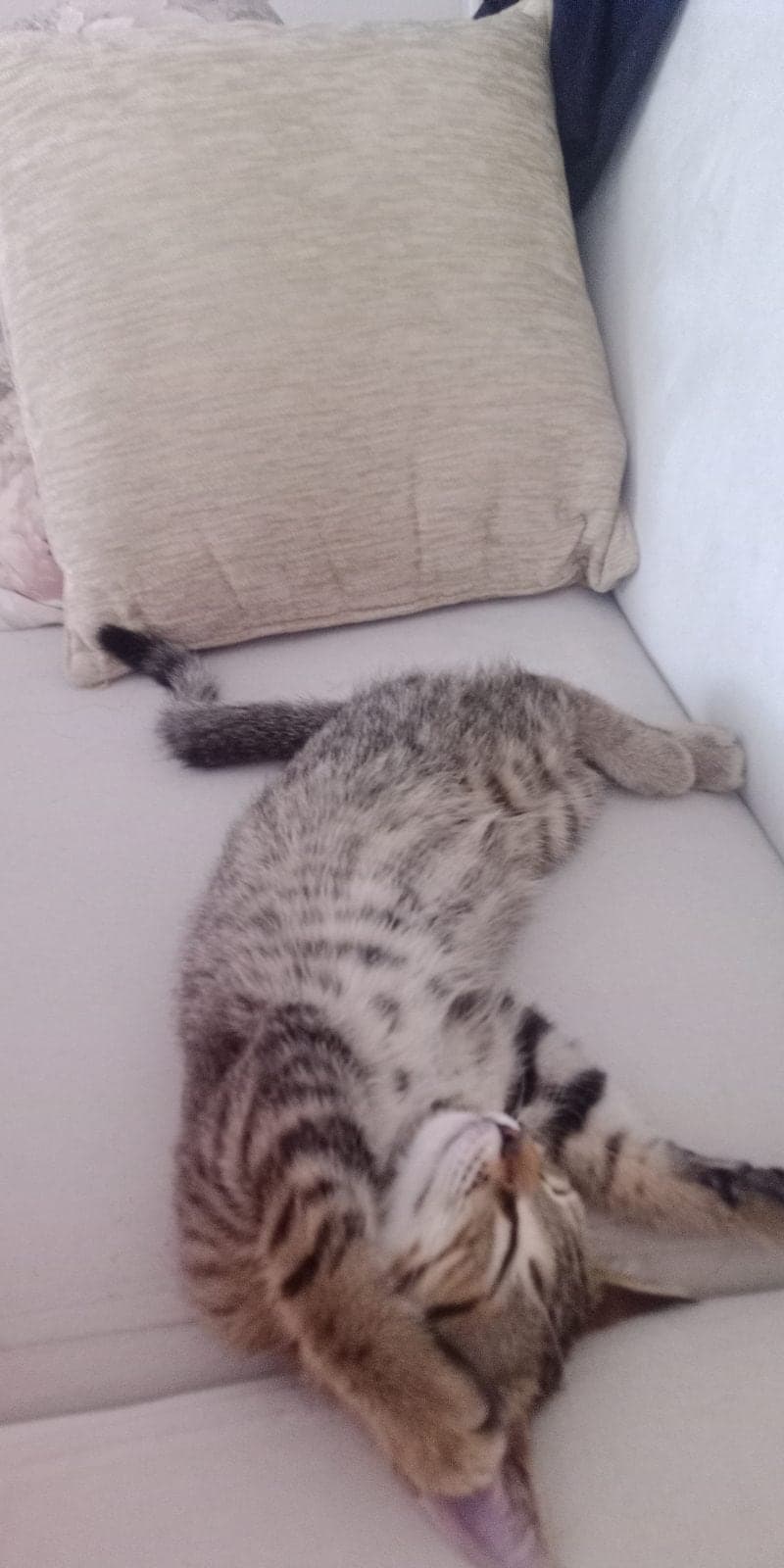 Badem Tekir Kedi, Ankara