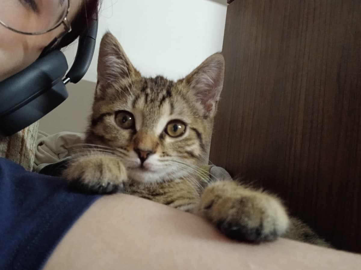 Badem Tekir Kedi, Ankara