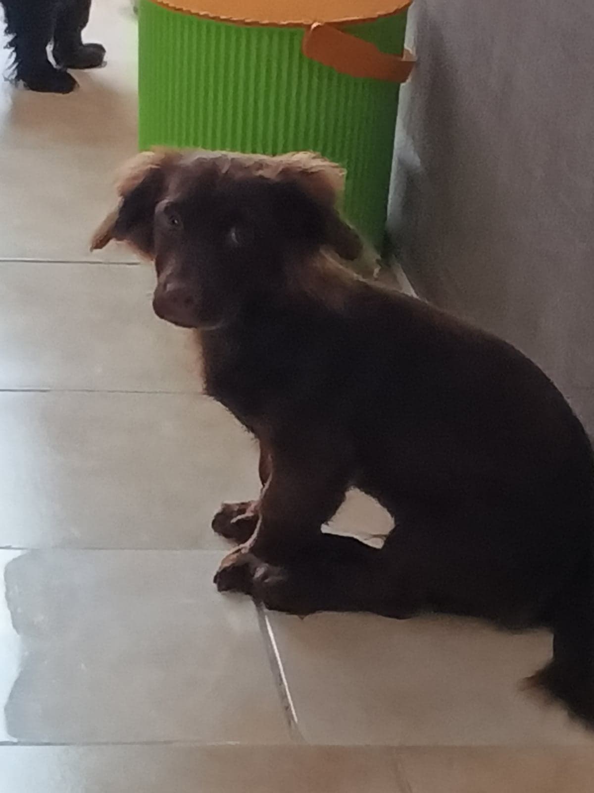 Paskal Melez Köpek, İstanbul