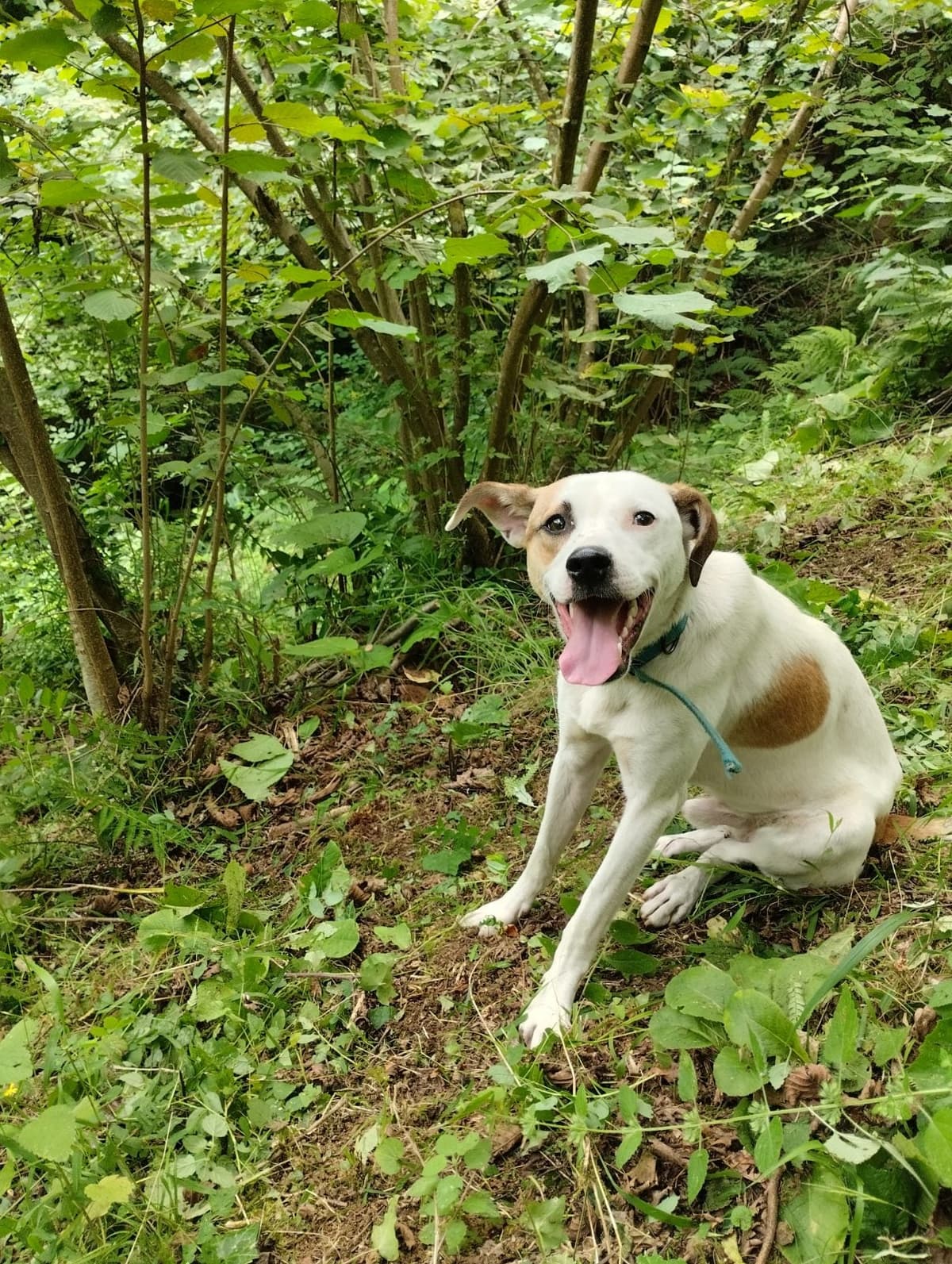 Aras Melez Köpek, Trabzon