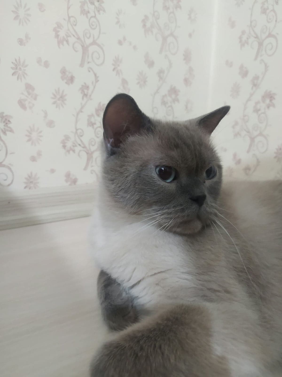Biritti British Shorthair Kedi, Ankara