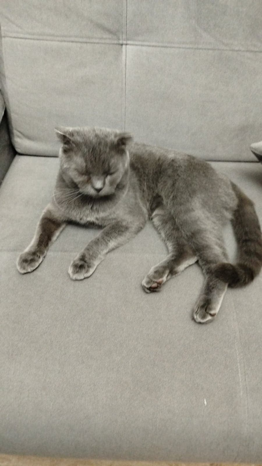 MİSTY Scottish Fold Kedi, İstanbul