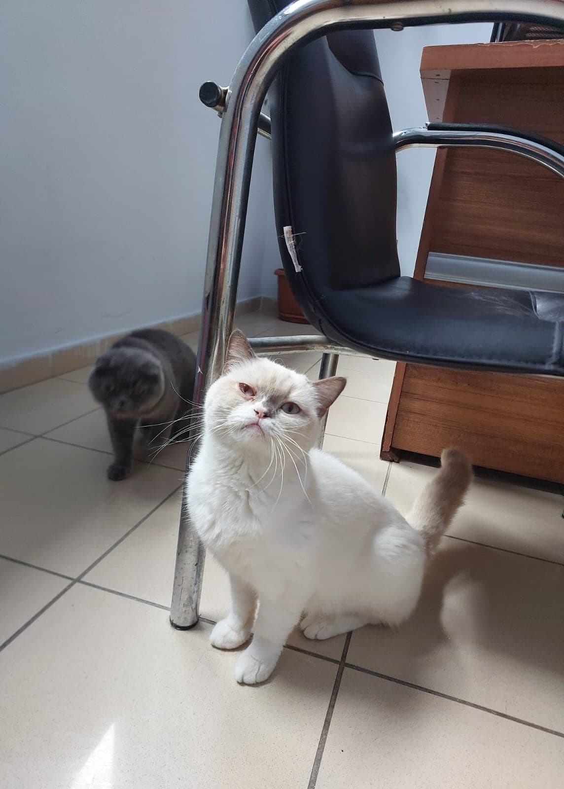 Lokum Bilmiyorum Kedi, Düzce