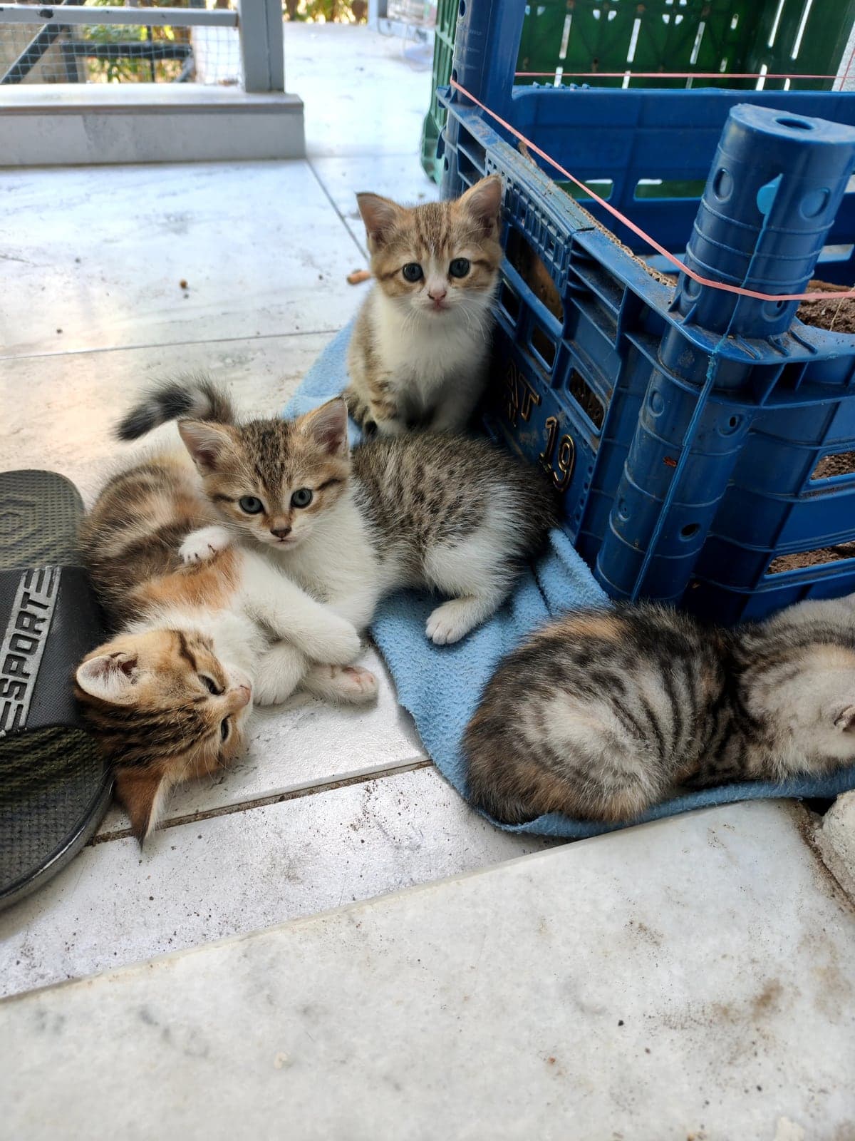 scottish fold Scottish Fold Kedi, İzmir