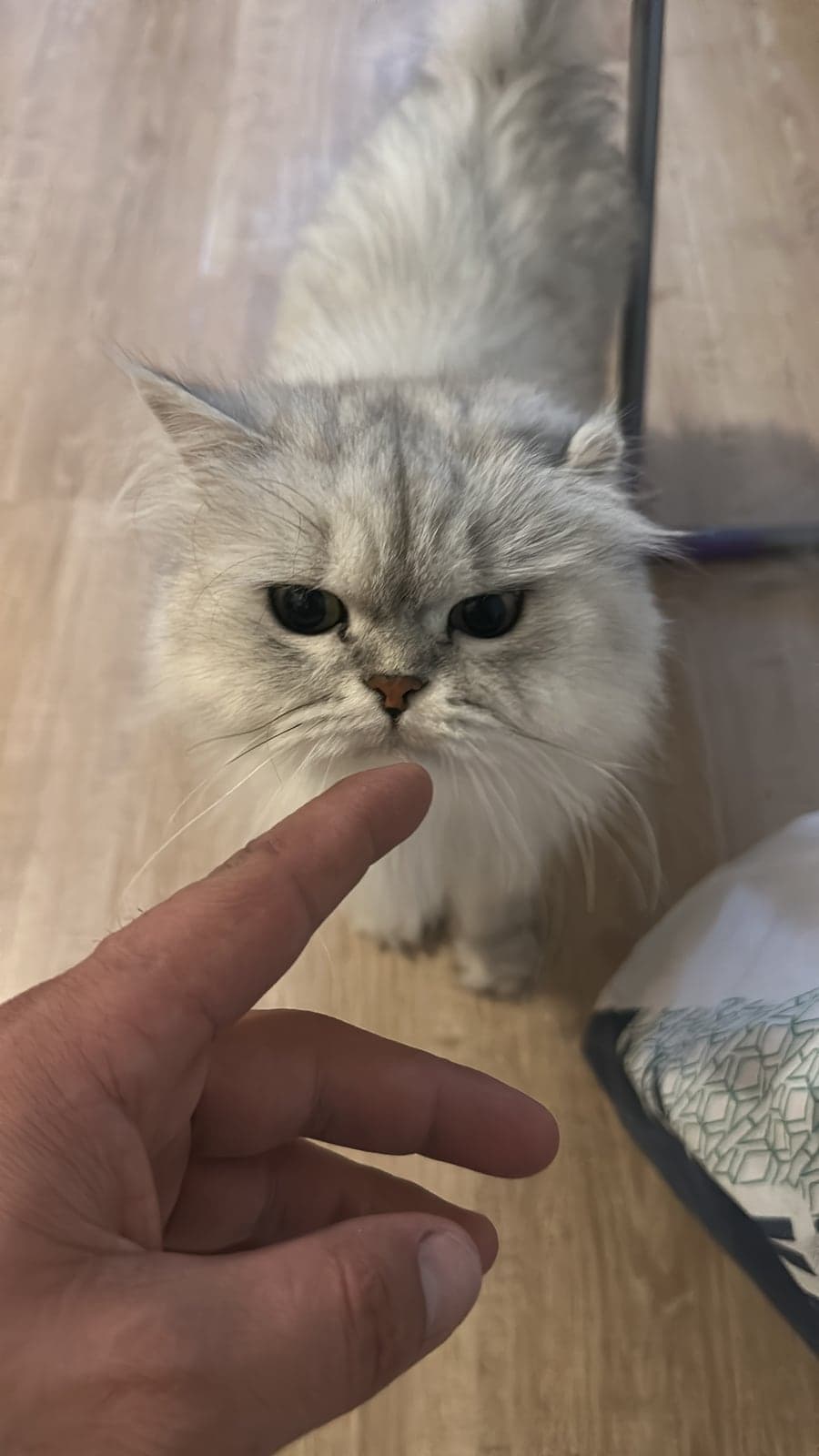 Pakize British Shorthair Kedi, Bursa