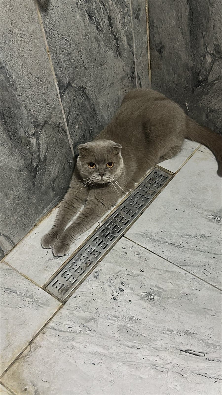 Rıfkı Scottish Fold Kedi, Bursa