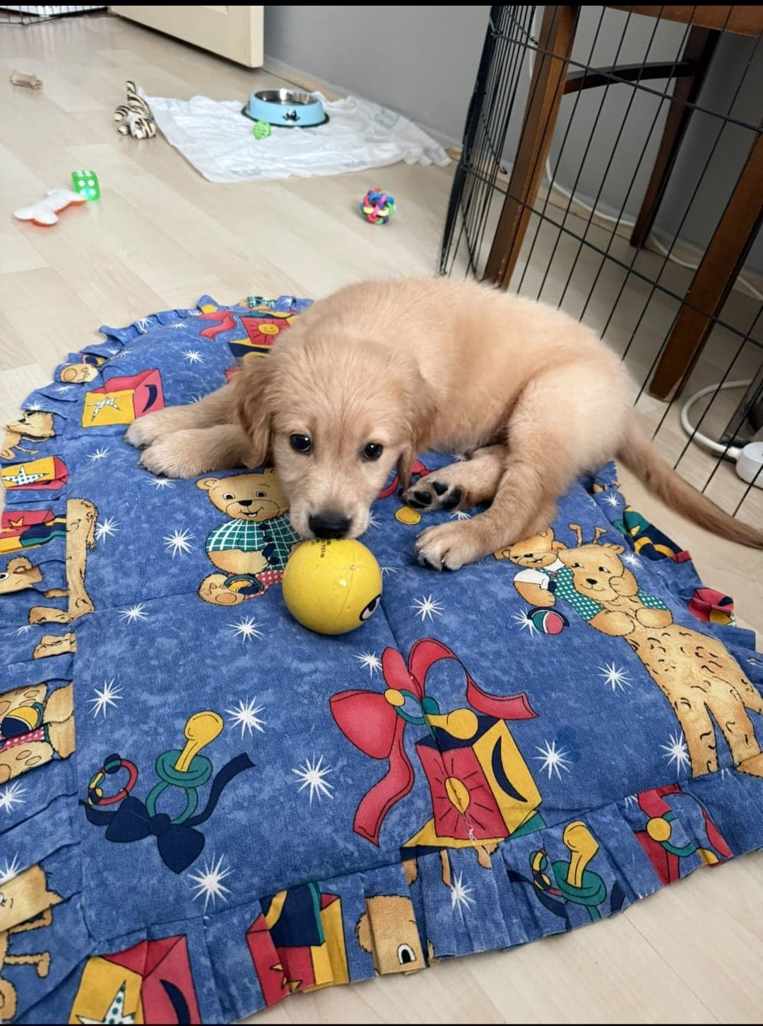 Teo Golden Retriever Köpek, Ankara