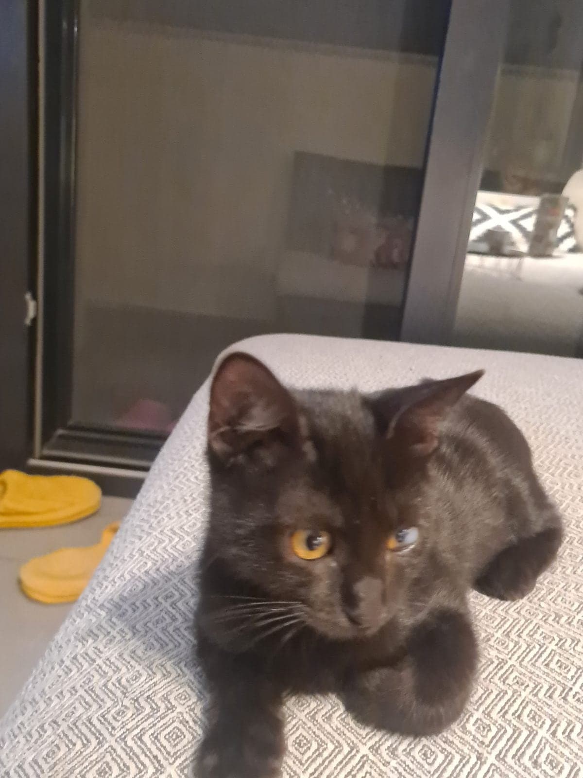 Zeytin Sokak Kedisi Kedi, İzmir