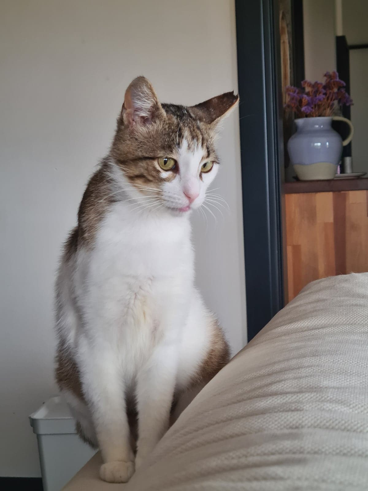 MİLA Tekir Kedi, İzmir