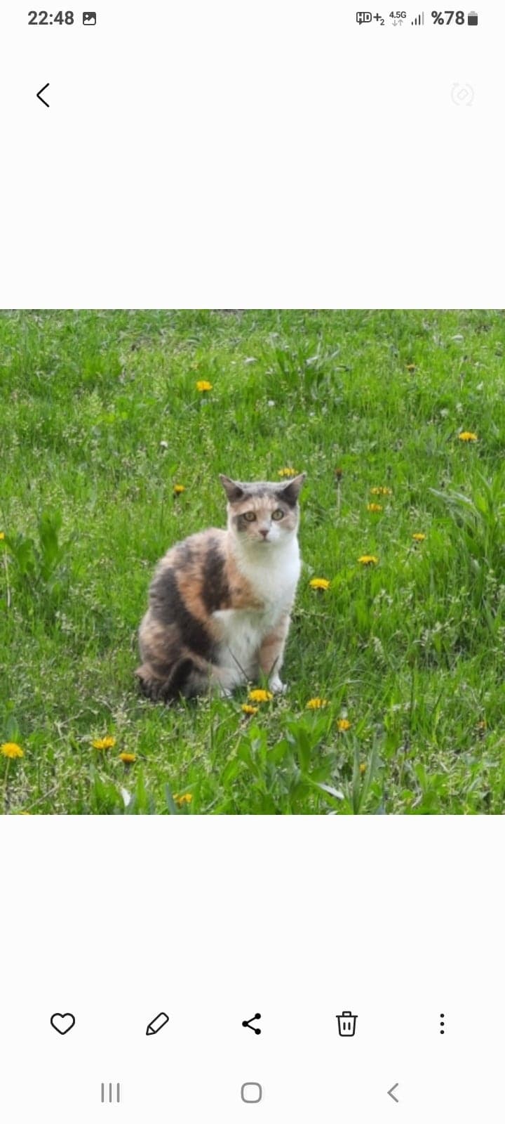 Fiona Sokak Kedisi Kedi, Ankara
