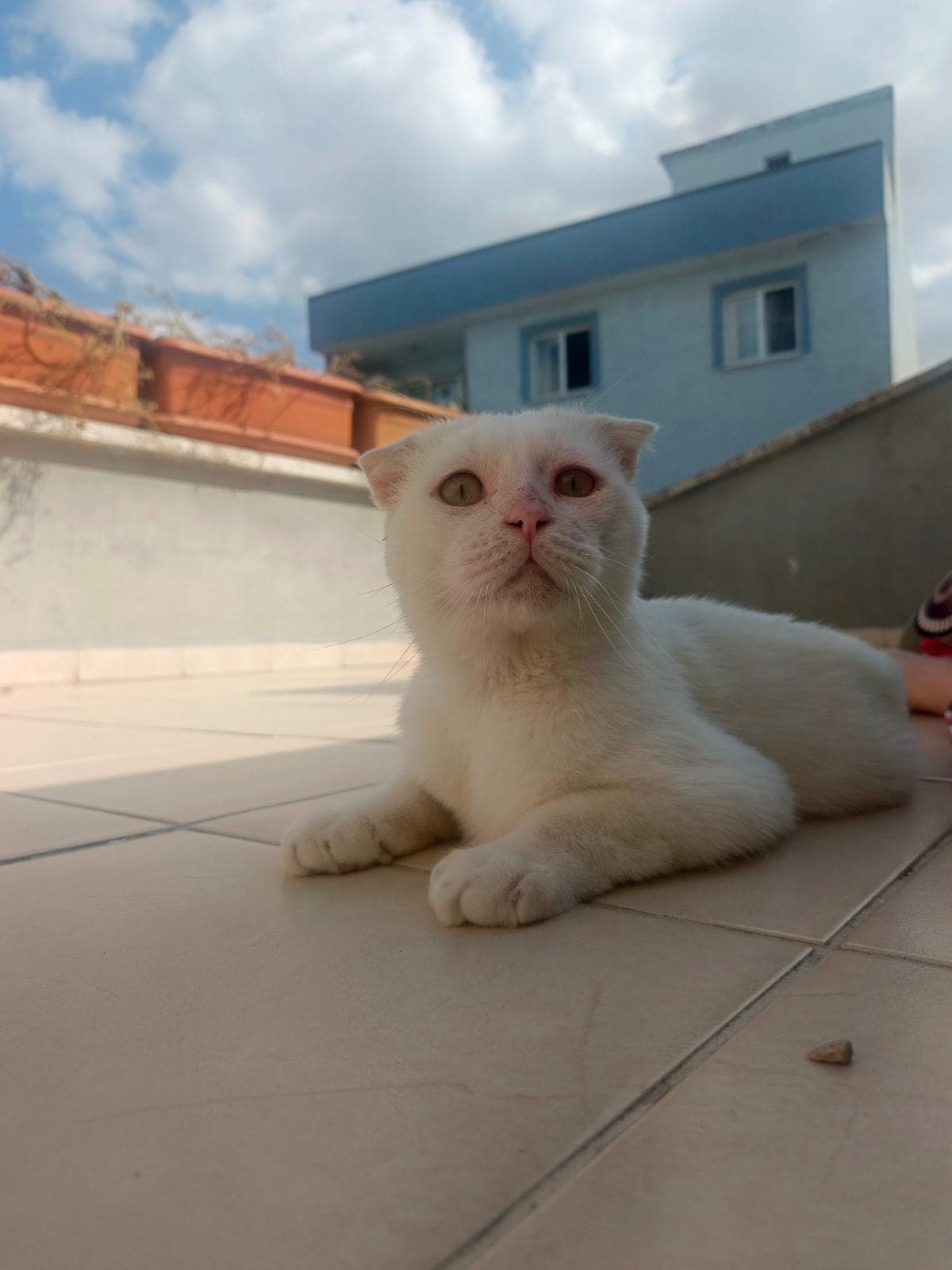 Kedi Scottish Fold Kedi, Bursa