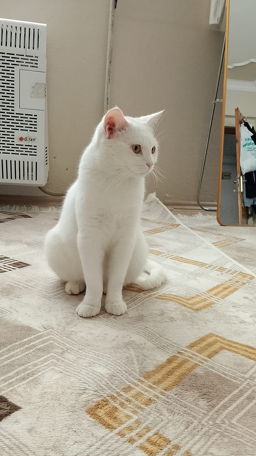 Luci Melez Kedi, Bursa