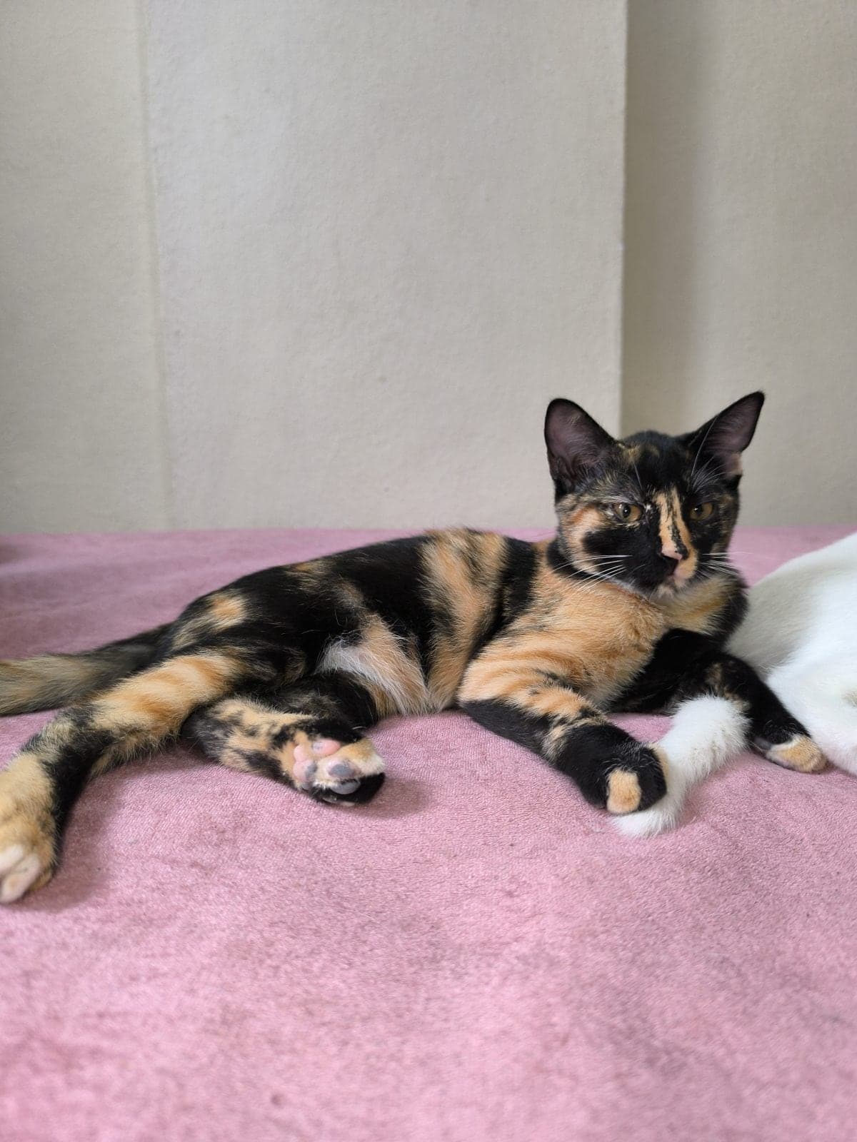 Zeytin Melez Kedi, Bursa