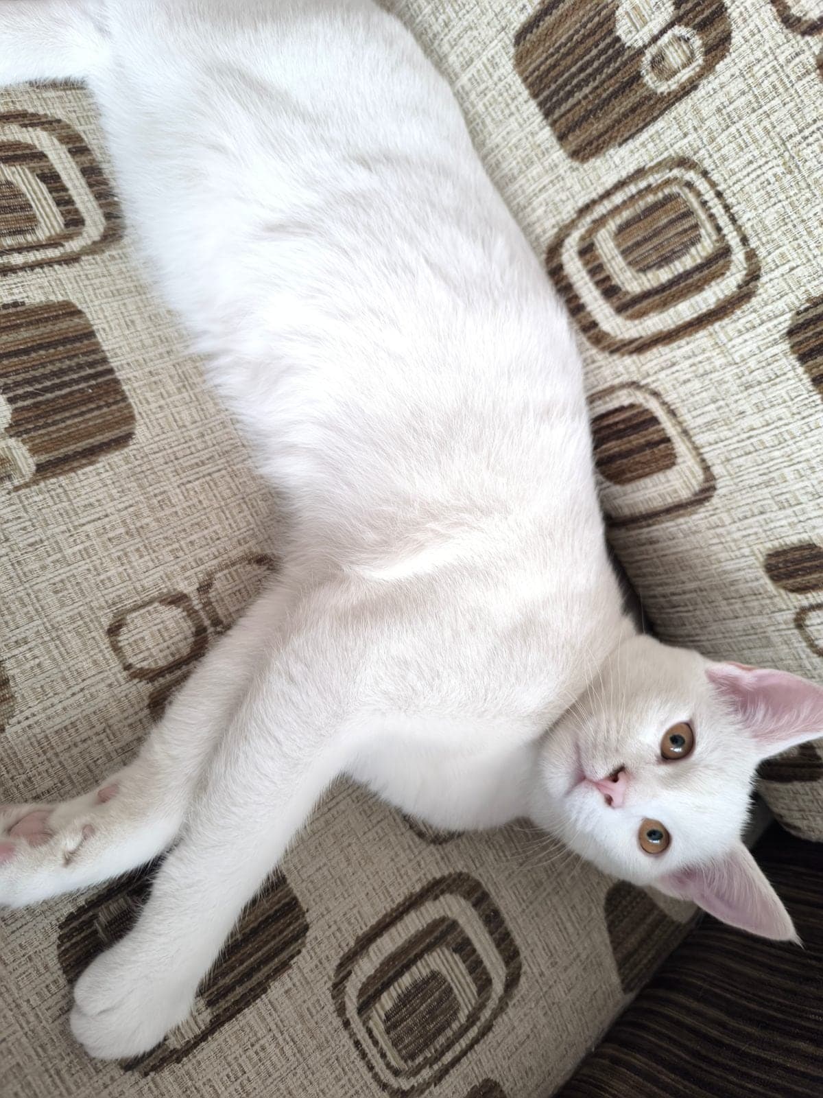 Paşa Bilmiyorum Kedi, Bursa