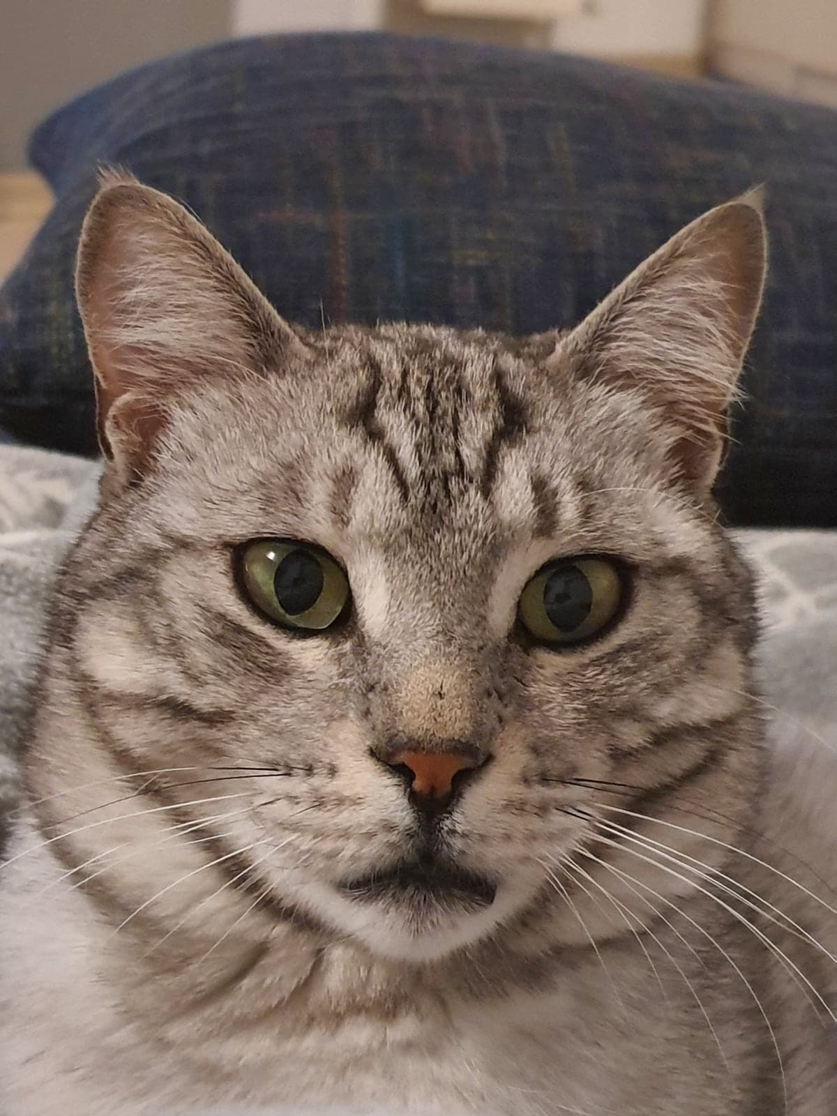 Piko Melez Kedi, İzmir