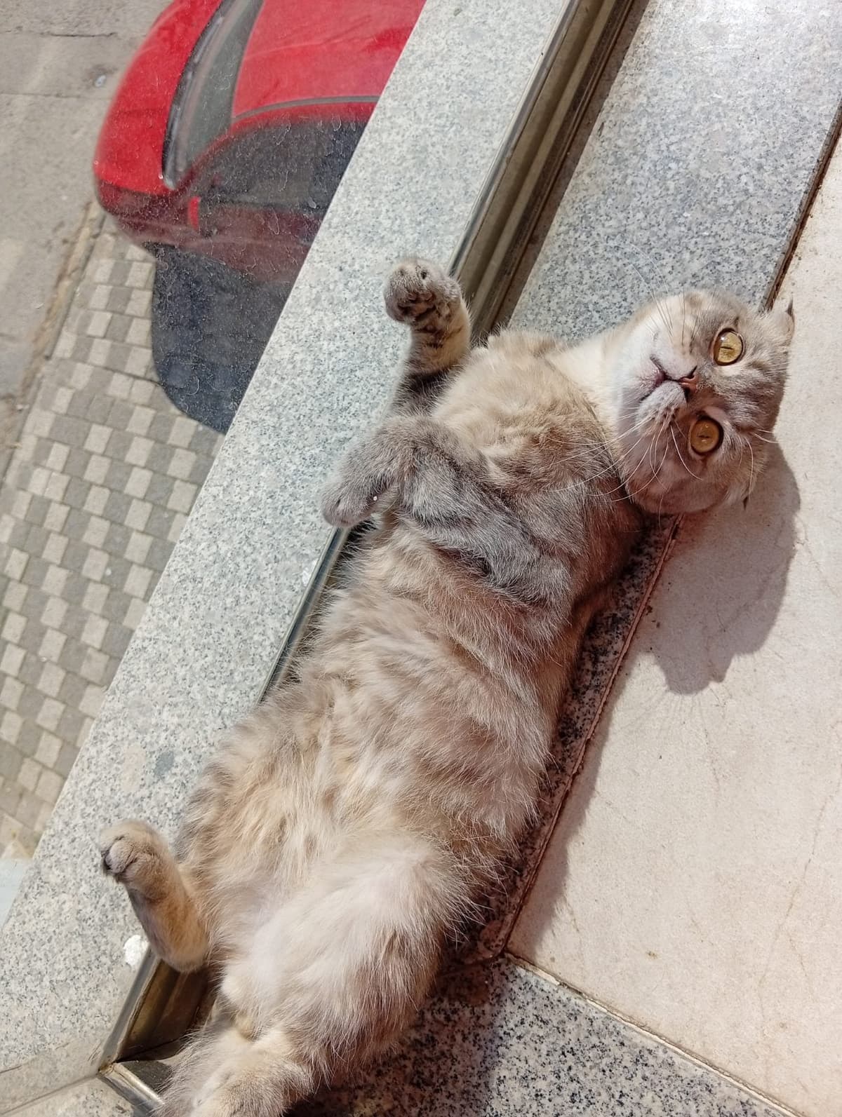 Behlül Scottish Fold Kedi, İstanbul