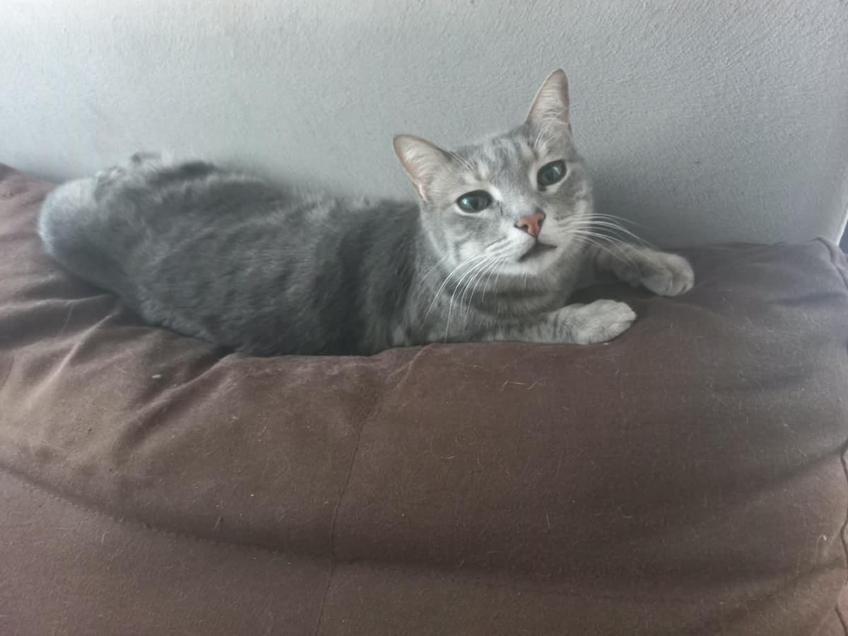 Duman Tekir Kedi, Antalya
