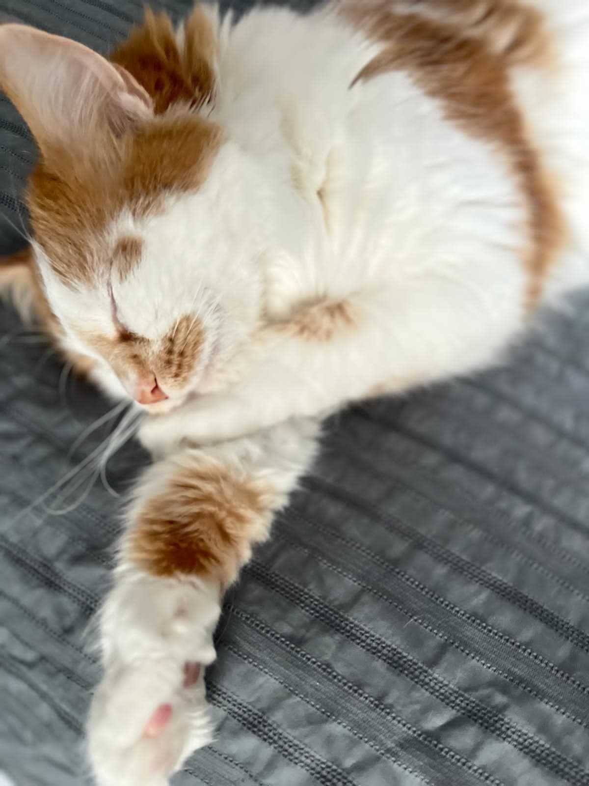 Pamuk Tekir Kedi, Antalya