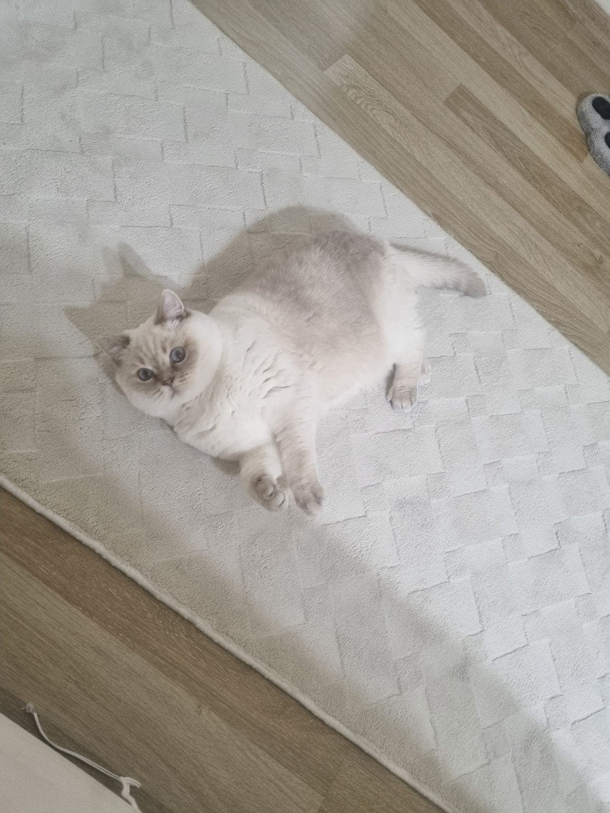 Şila British Shorthair Kedi, Ankara