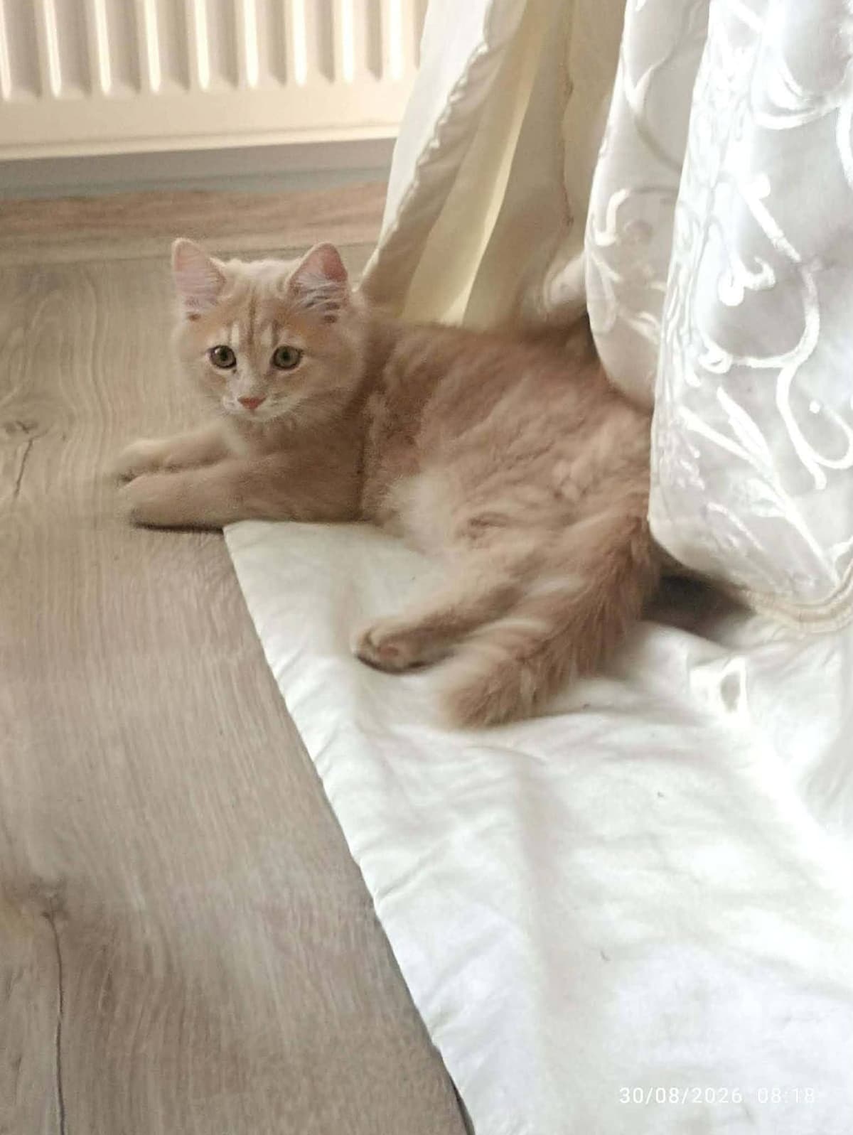British Shorthair British Shorthair Kedi, İzmir