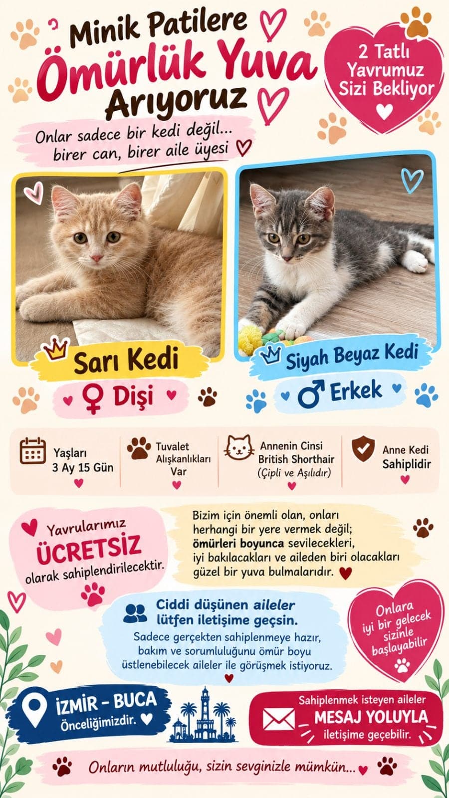 British Shorthair British Shorthair Kedi, İzmir