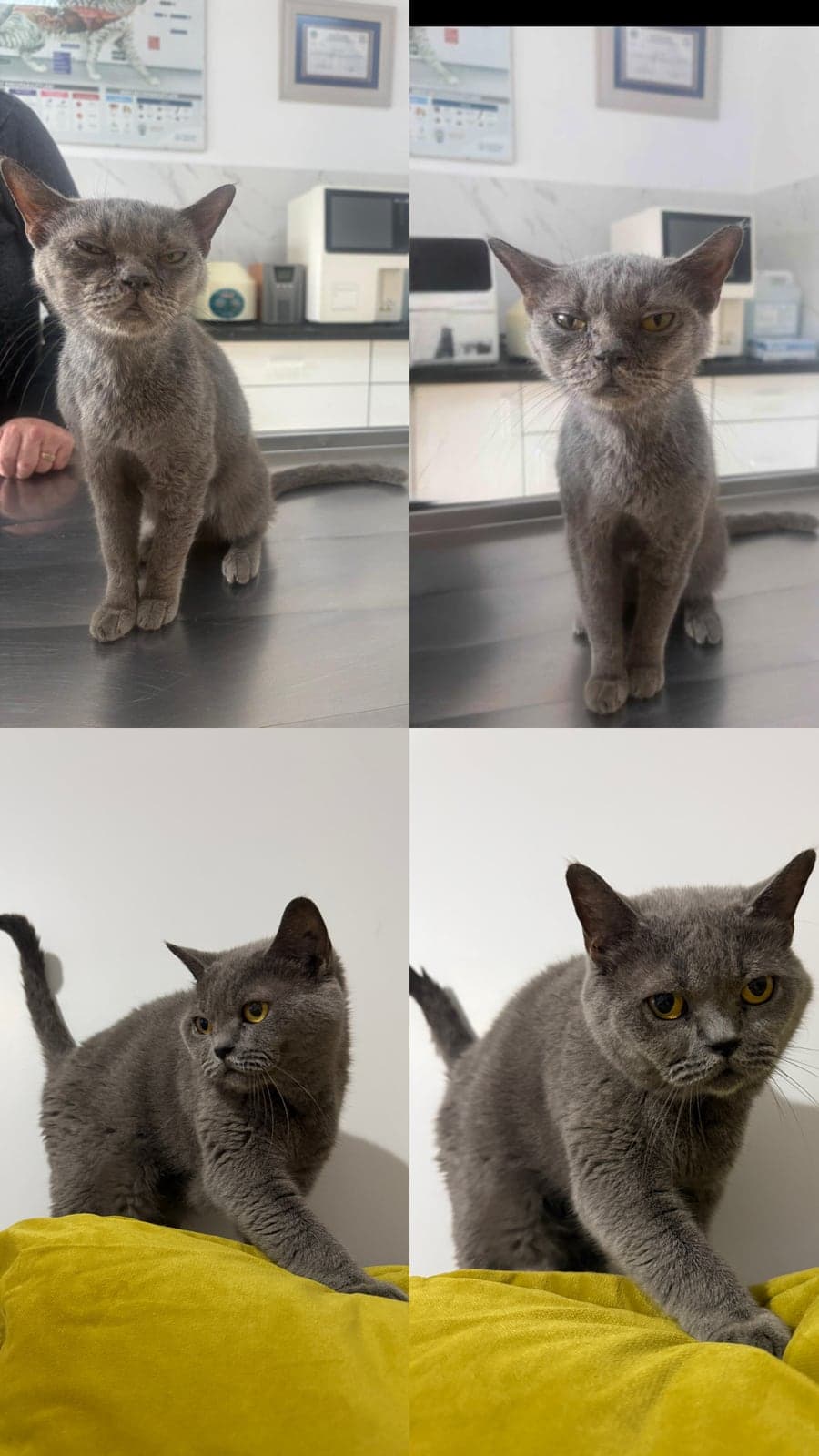 Lila British Shorthair Kedi, İstanbul