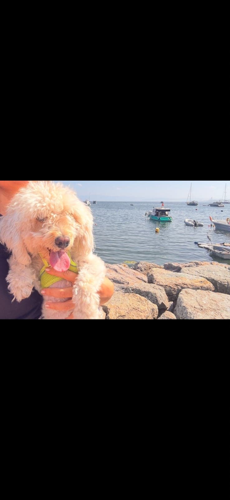 Latte Maltese Köpek, İstanbul