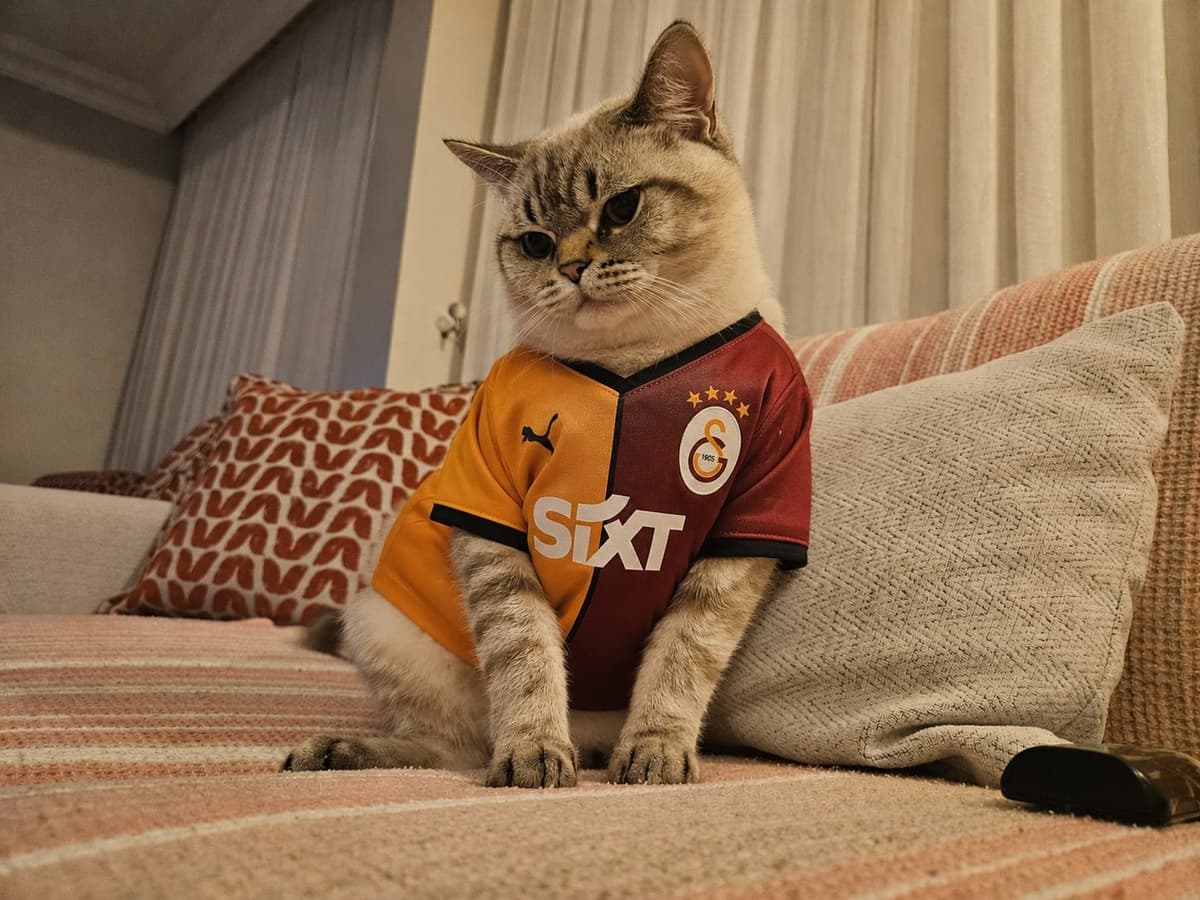 Karamel British Shorthair Kedi, İstanbul