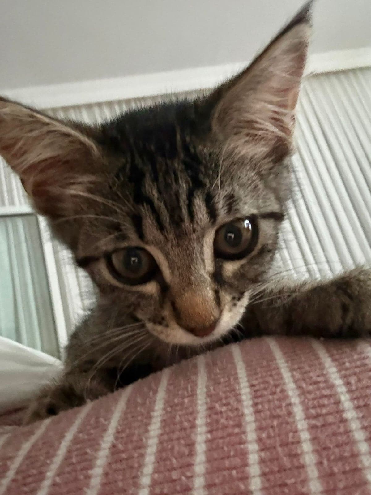 Minnak Tekir Kedi, İstanbul