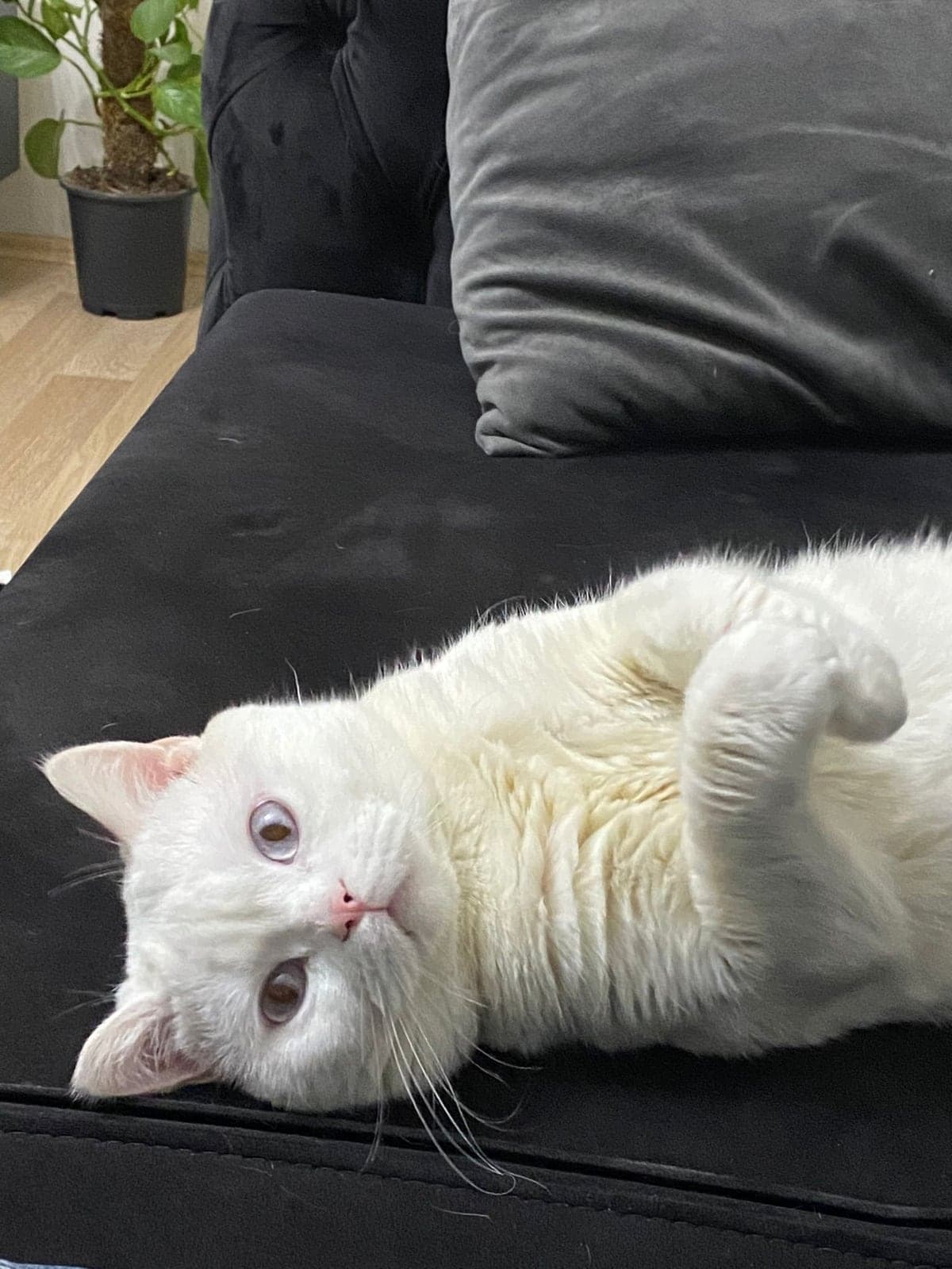 Pişik British Shorthair Kedi, Ankara
