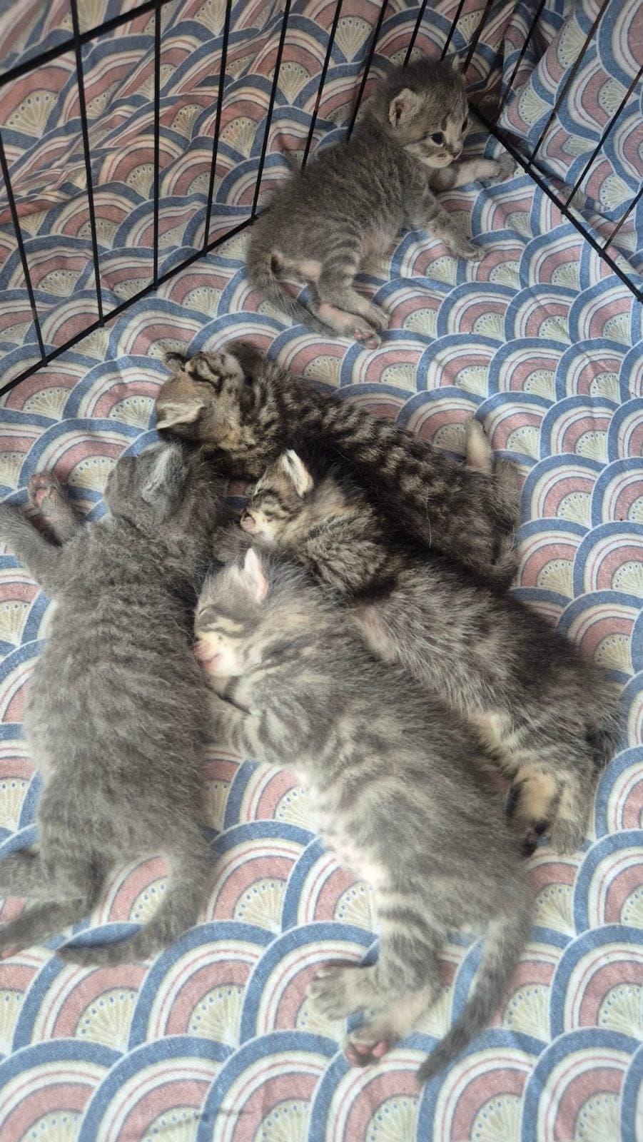 Yok Scottish Fold Kedi, İzmir