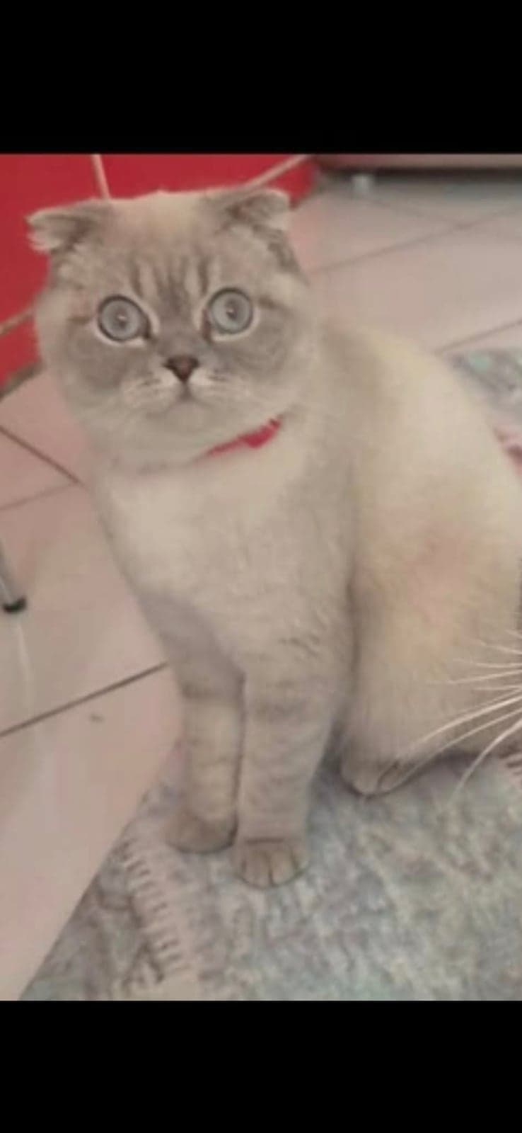 Maya Scottish Fold Kedi, İzmir