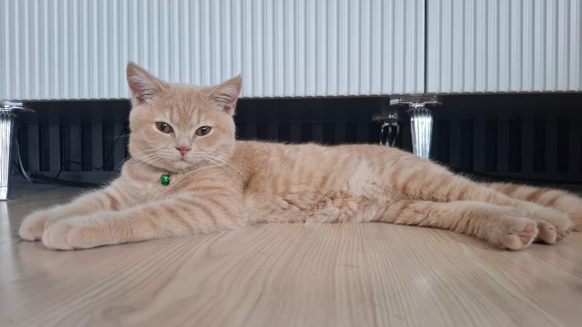 Yok British Shorthair Kedi, İzmir