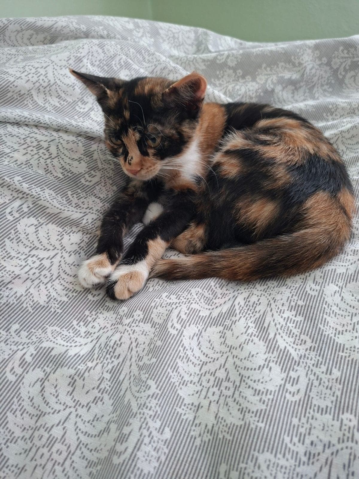 Badem Bilmiyorum Kedi, Tokat