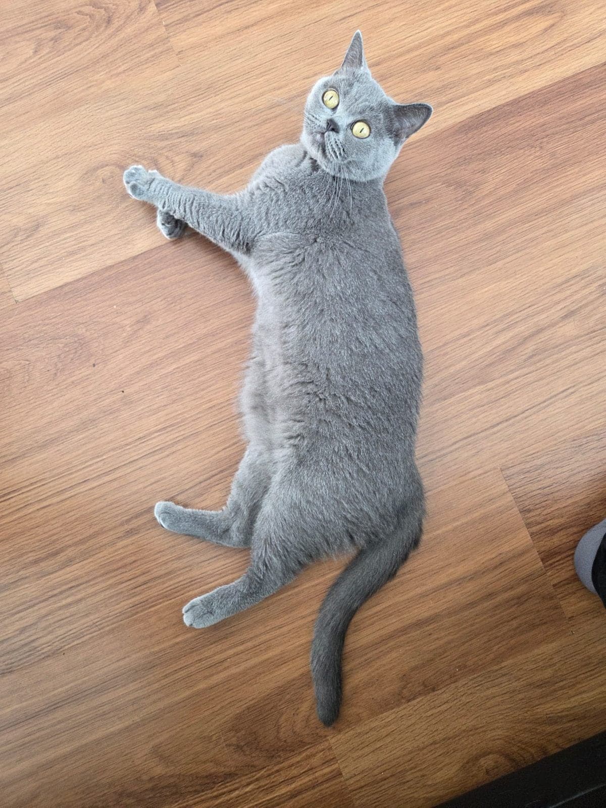 Şaşkın British Shorthair Kedi, Rize