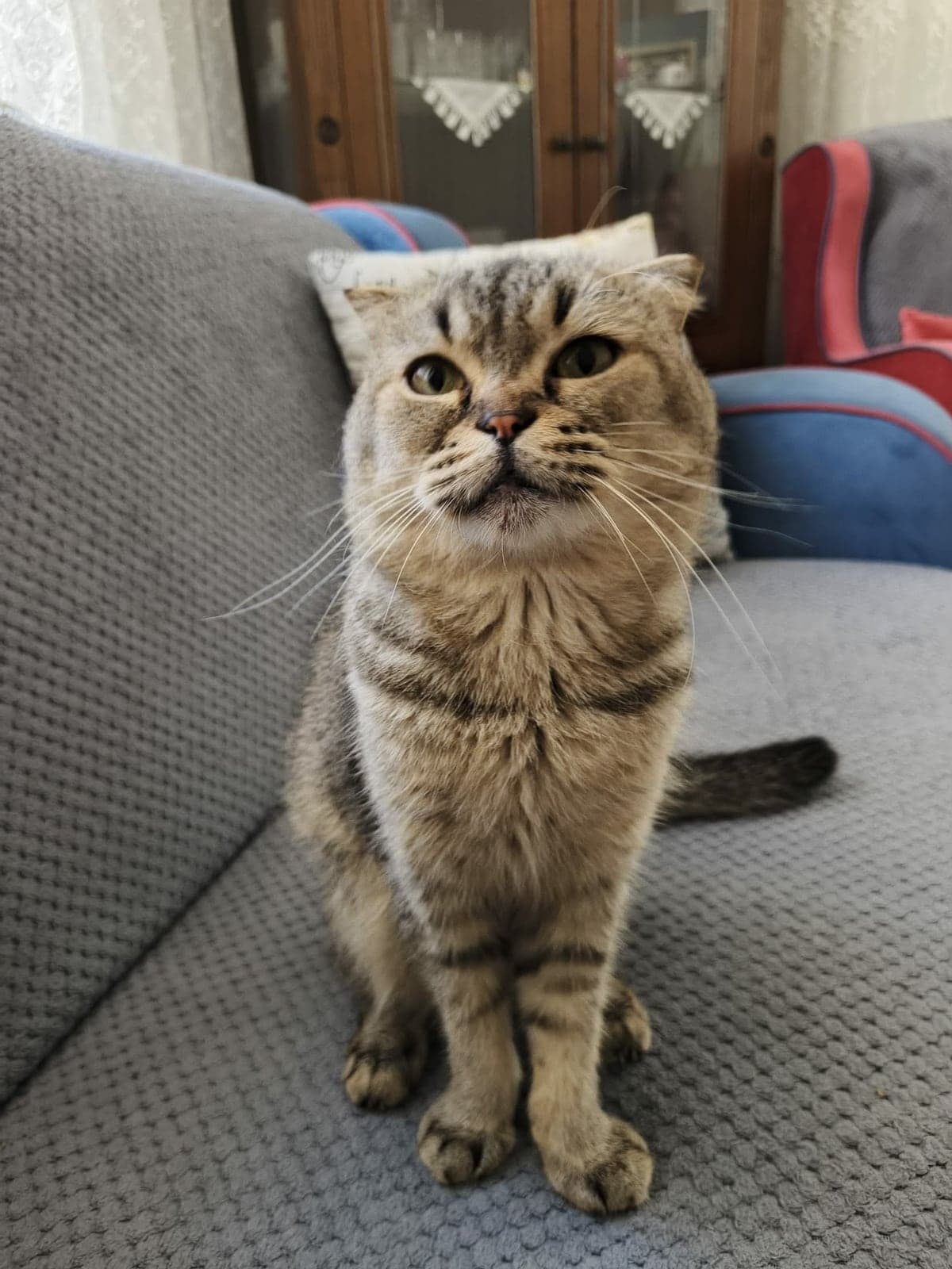 Wpden yazarım Melez Kedi, İstanbul