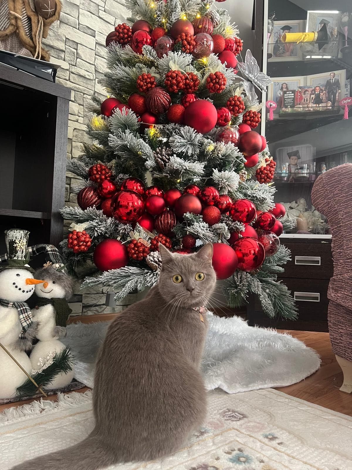 Victoria British Shorthair Kedi, İstanbul