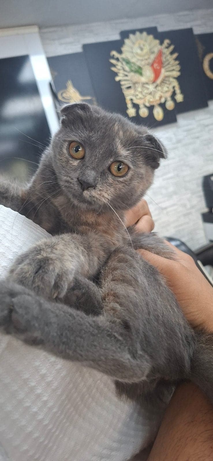 Ponçik Scottish Fold Kedi, İstanbul