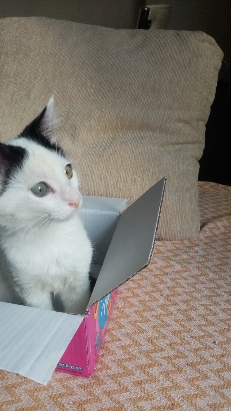 Panda Sokak Kedisi Kedi, İstanbul