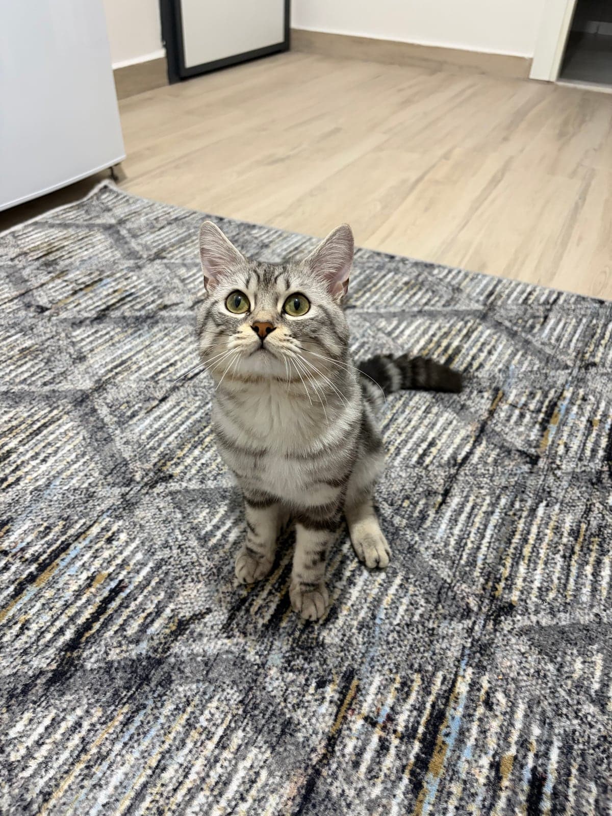 paşa Bilmiyorum Kedi, Antalya