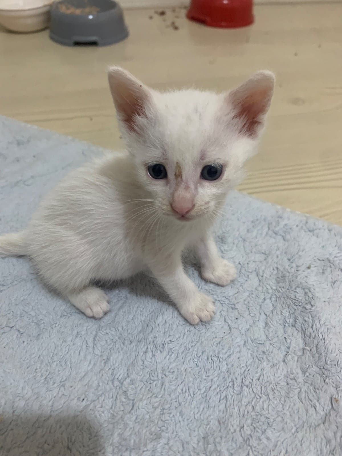 Diğer ırklar Bilmiyorum Kedi, Antalya